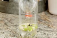 Fruit fly trap diy