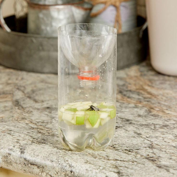 Fruit fly trap diy