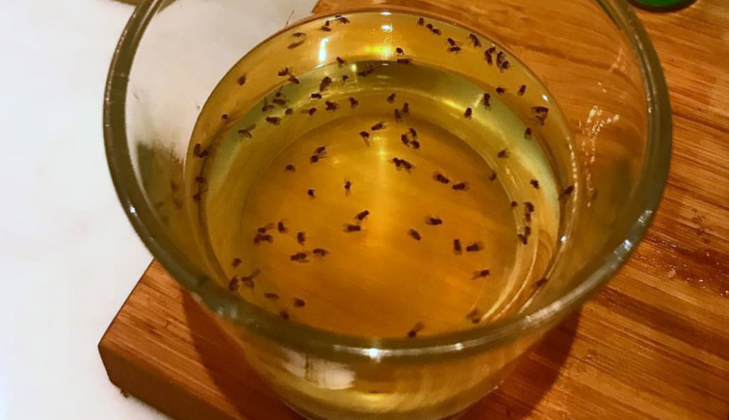 Diy fruit fly trap