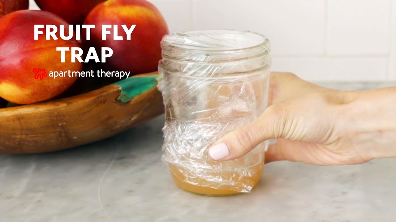 Fruit fly trap diy